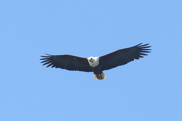 African Fish Eagle